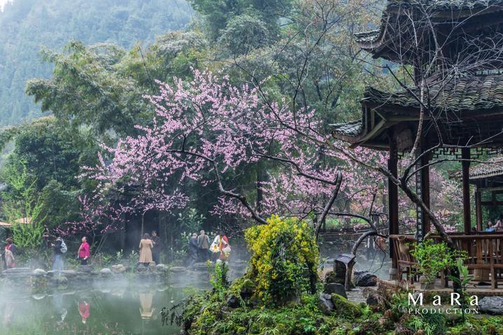 春雨直播app